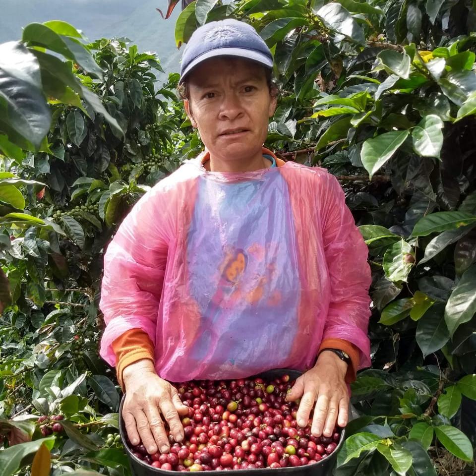 El Tesoro farm coffee picker