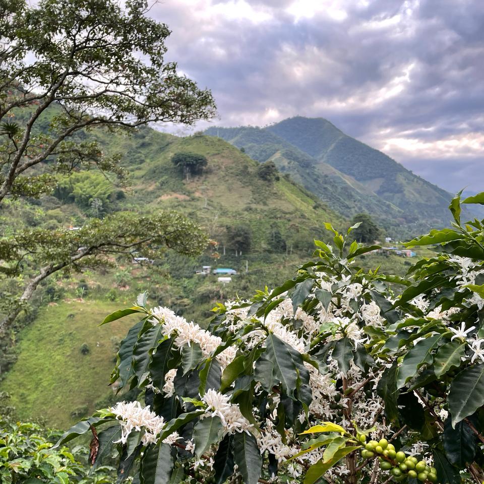 El tesoro farm coffee flowering