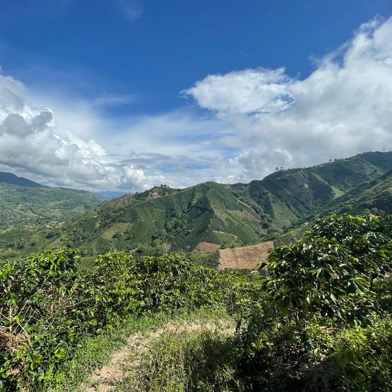 Los Andes farm coffee view