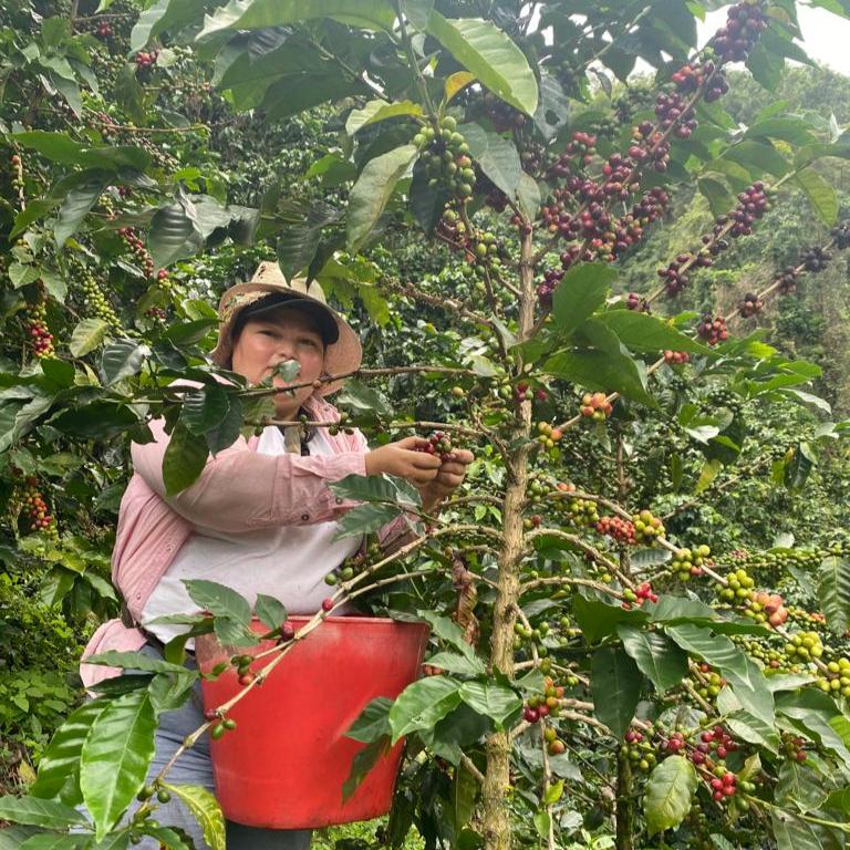Los Andes farm Argenys picking up coffee 5