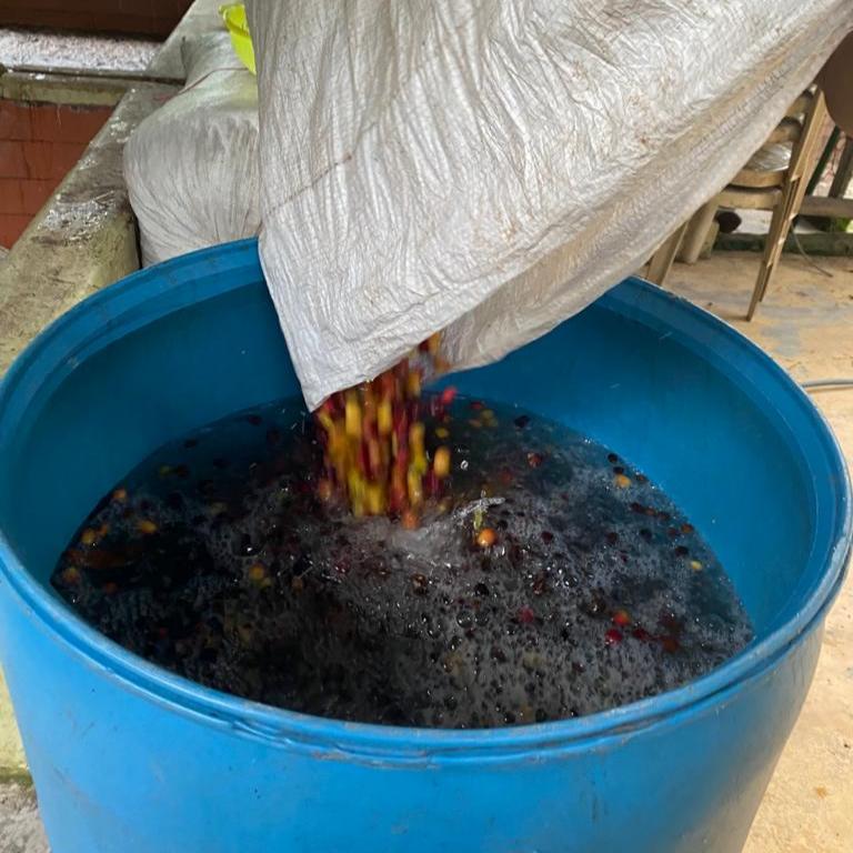 Los Andes farm Coffee Washing Process