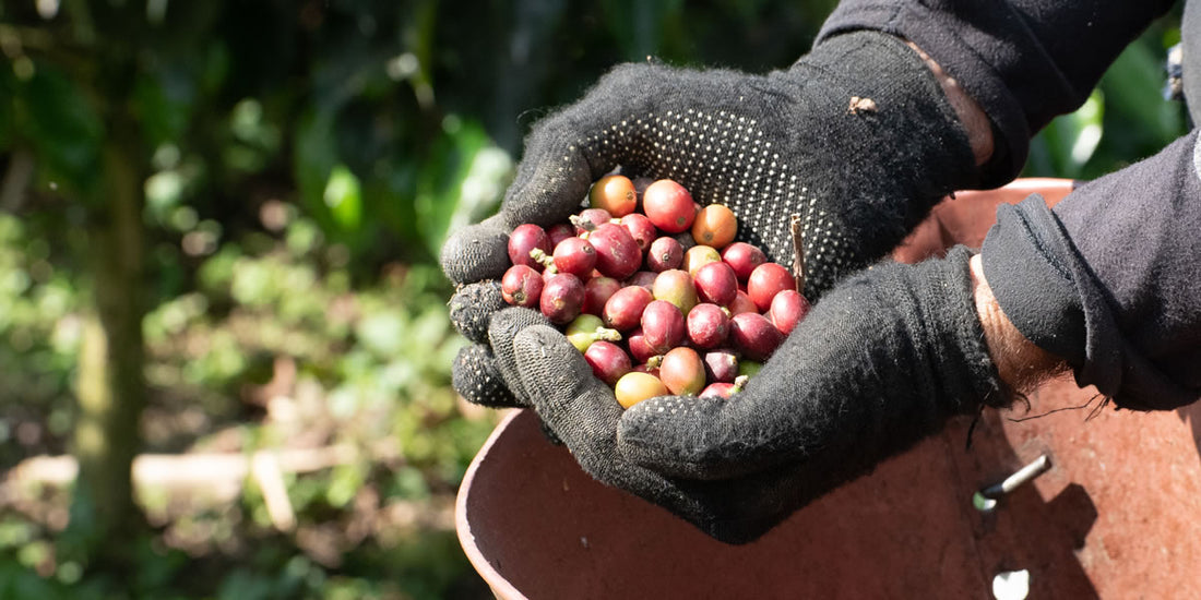 Single Origin Coffees: What They Are and Why You Should Try Them