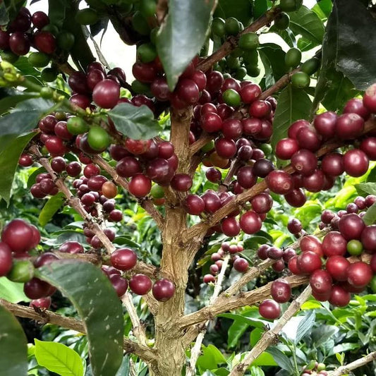 Baristavox Coffee beans in tree 5