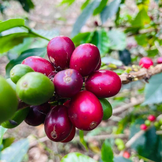 El Tesoro farm coffee beans 1 6