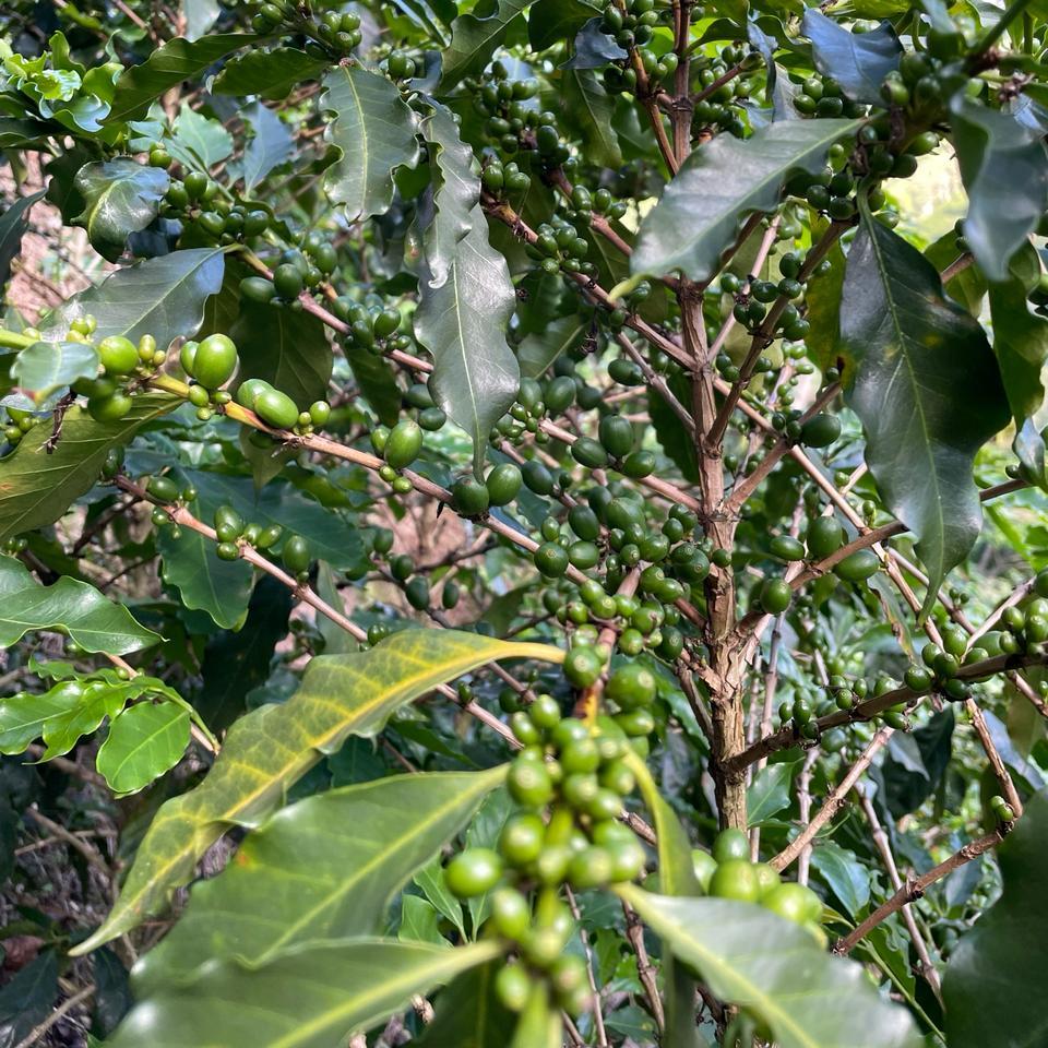 El Tesoro Farm Green Coffee