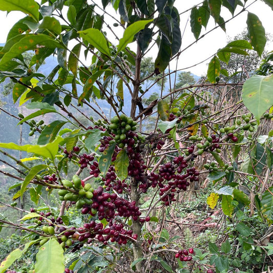 El Tesoro Farm coffee beans 2 4