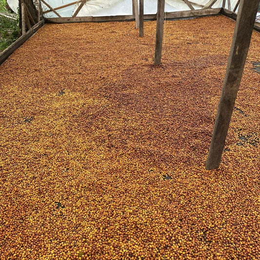 El Tesoro Farm drying coffee 3