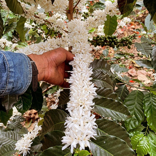 El Tesoro Farm coffee super flowering 6