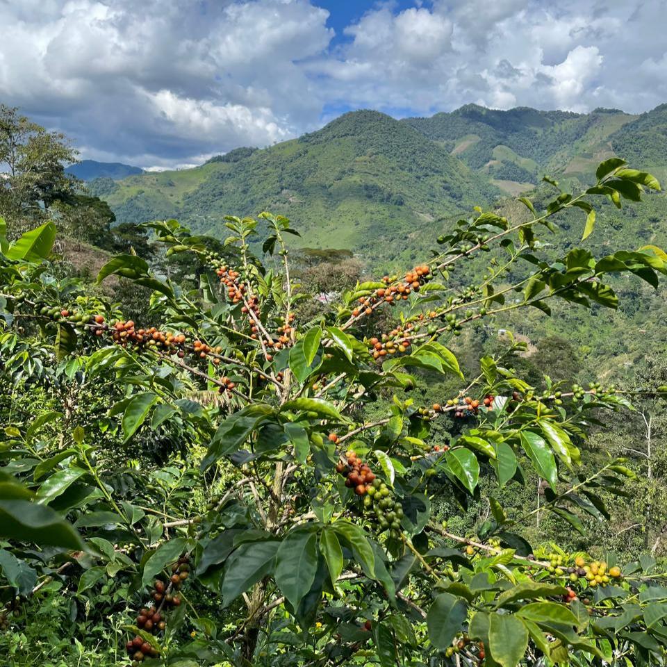 El Tesoro farm cofee overview 4