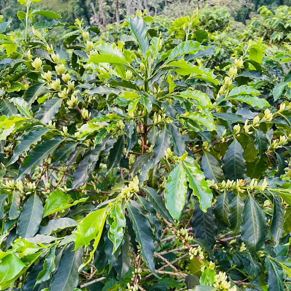 El Tesoro farm coffee first beans