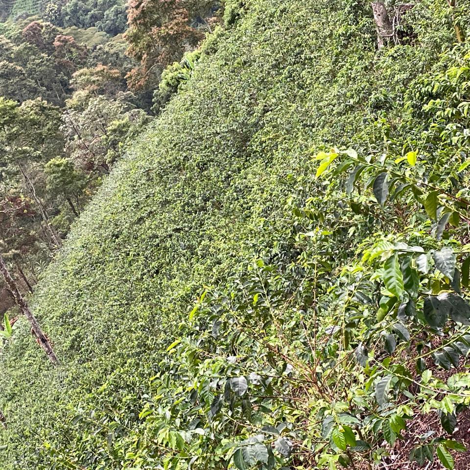 El Tesoro farm coffee overview 3