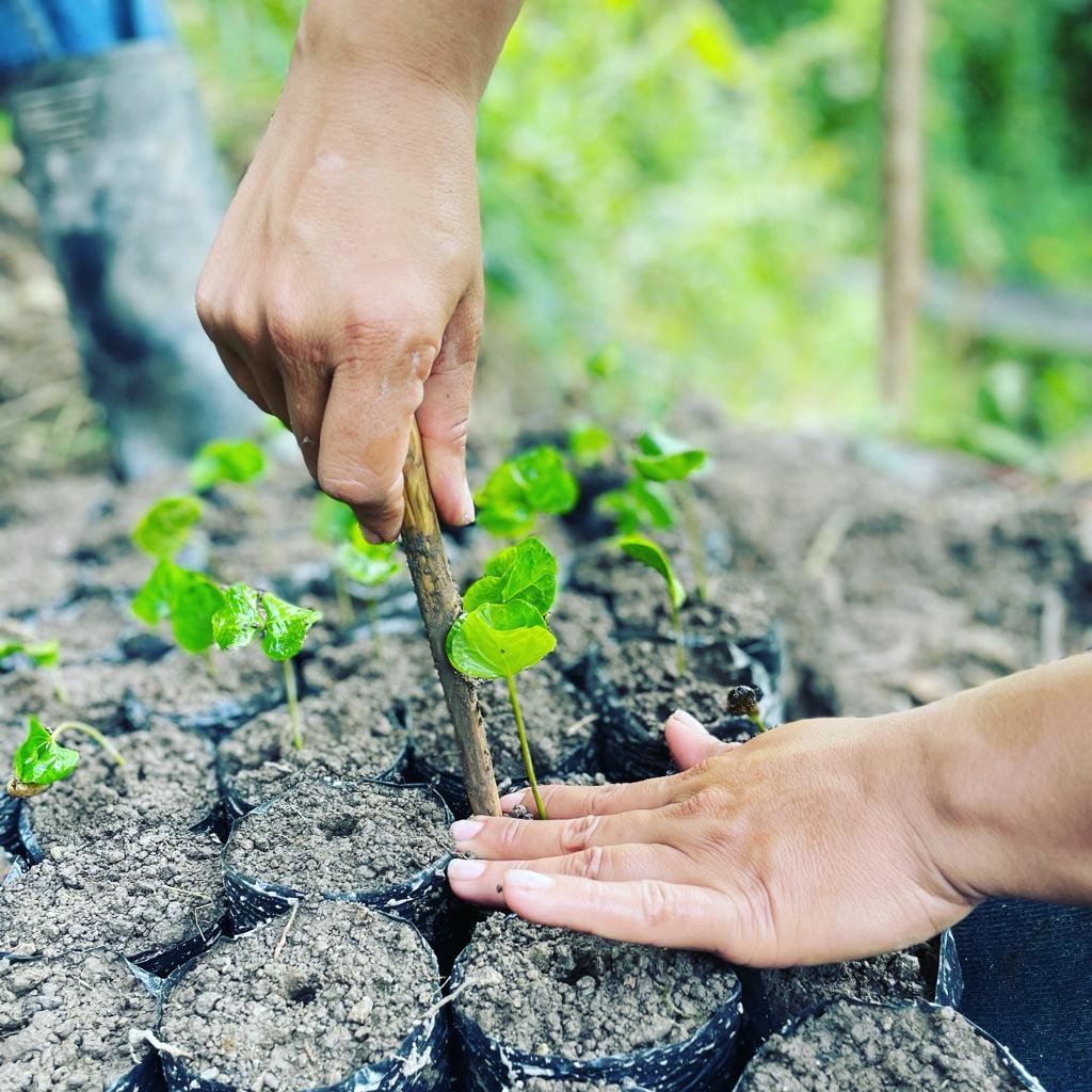 El Tesoro farm coffee seedling 1