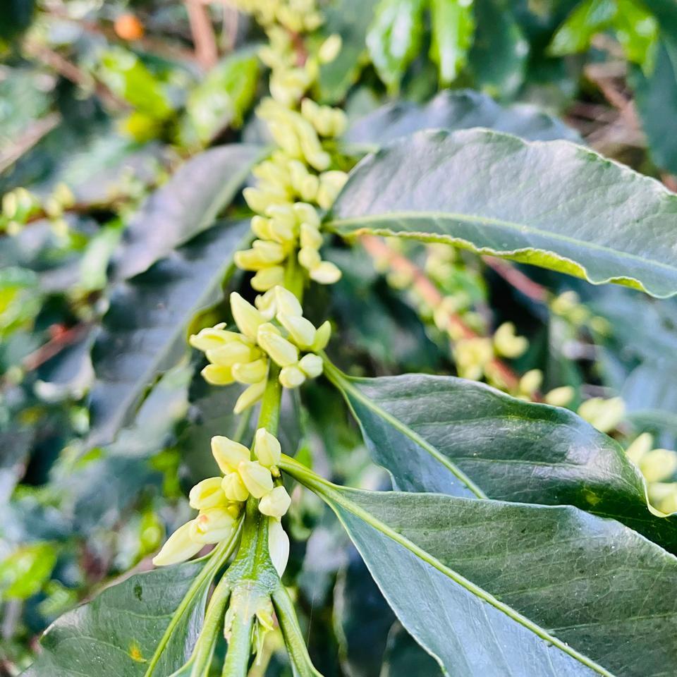 El Tesoro farm coffee first flowering