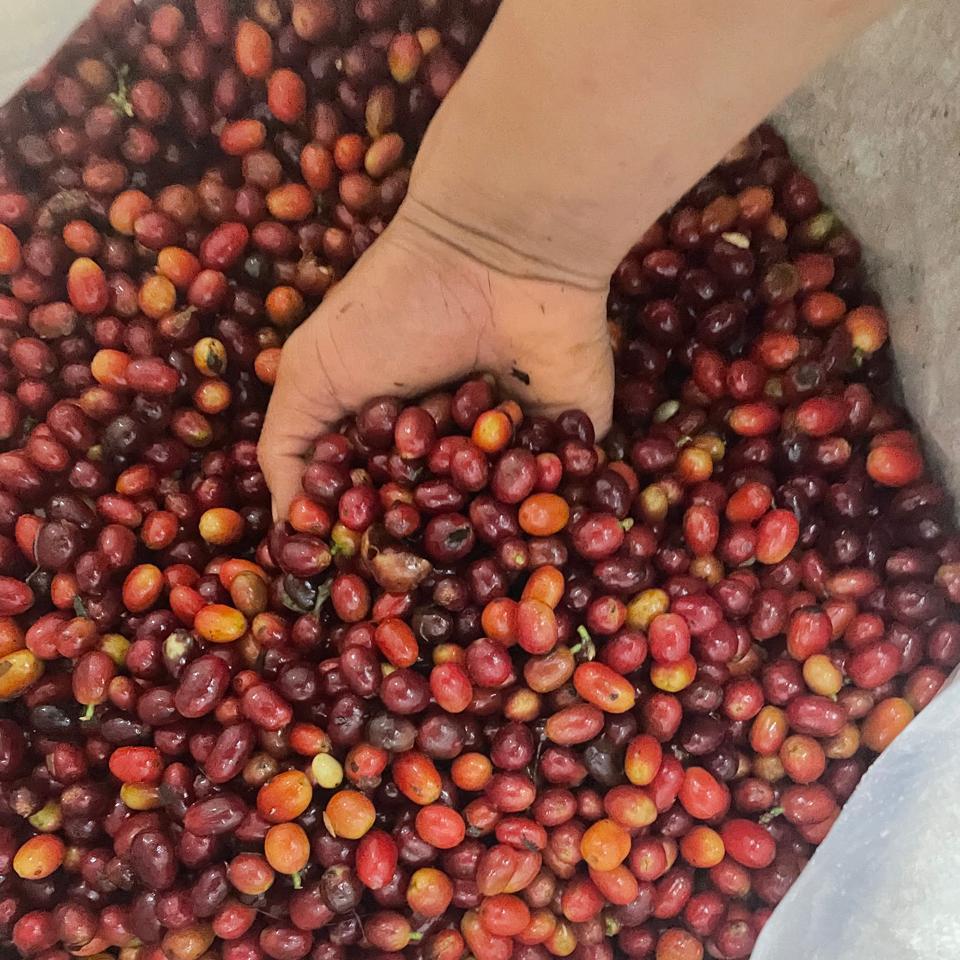 El Tesoro farm freshed picked coffee