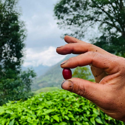 El Tesoro farm coffee size grading 3