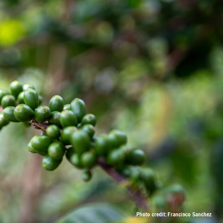 El Roble farm coffee Domingo Torres 1