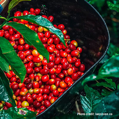 El Roble farm Coffee Domingo Torres 3