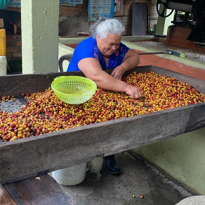 Los Andes farm Argenys Mom Processing Coffee