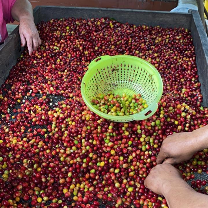 Los Andes farm coffee Yellow and Pink Bourbon