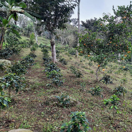 Los Guamos farm coffee overview 1 1