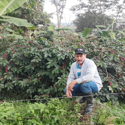 Los Guamos farm coffee picker 1 2