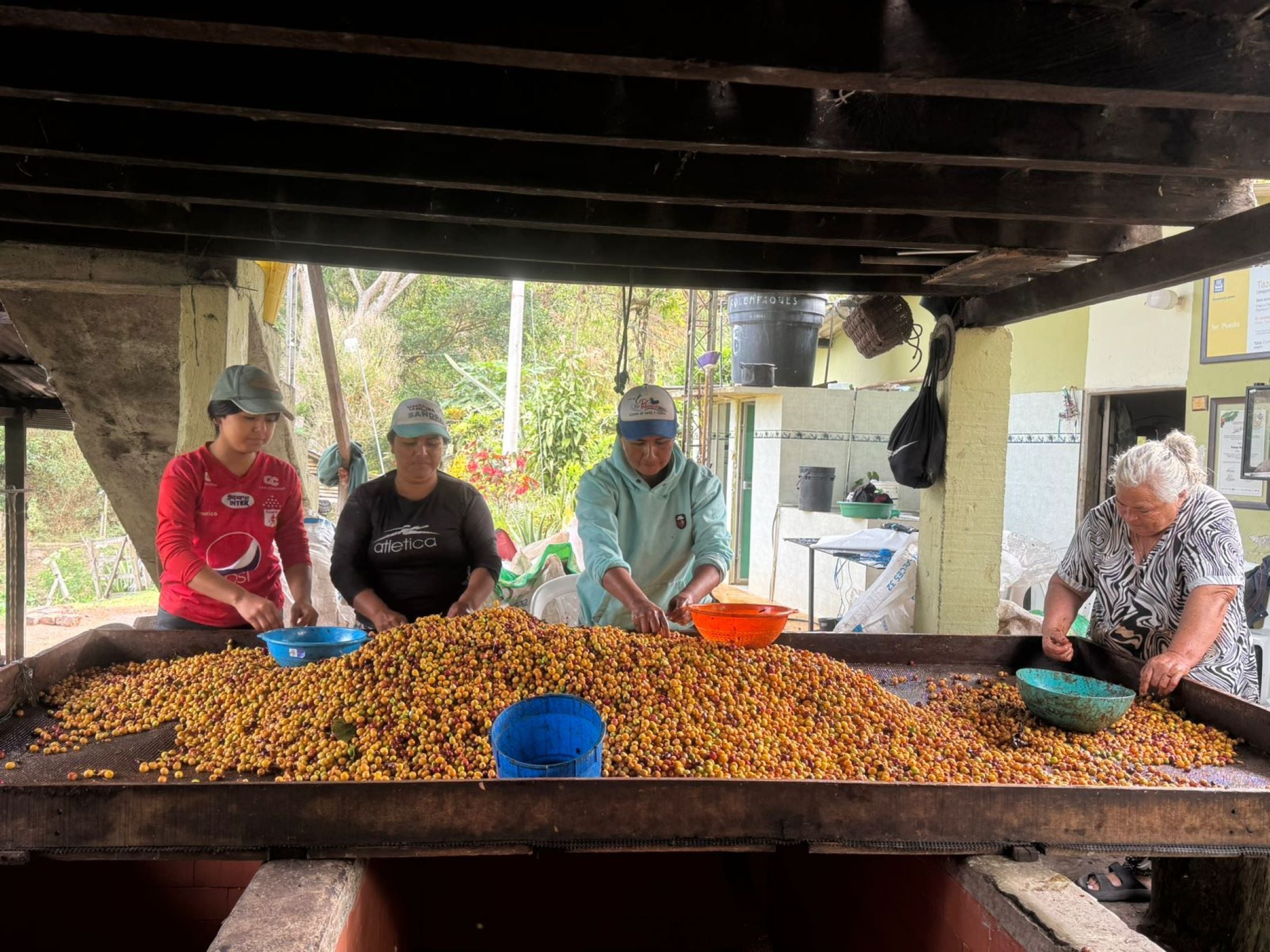 Los andes Farm Yellow Borboun Coffee Process