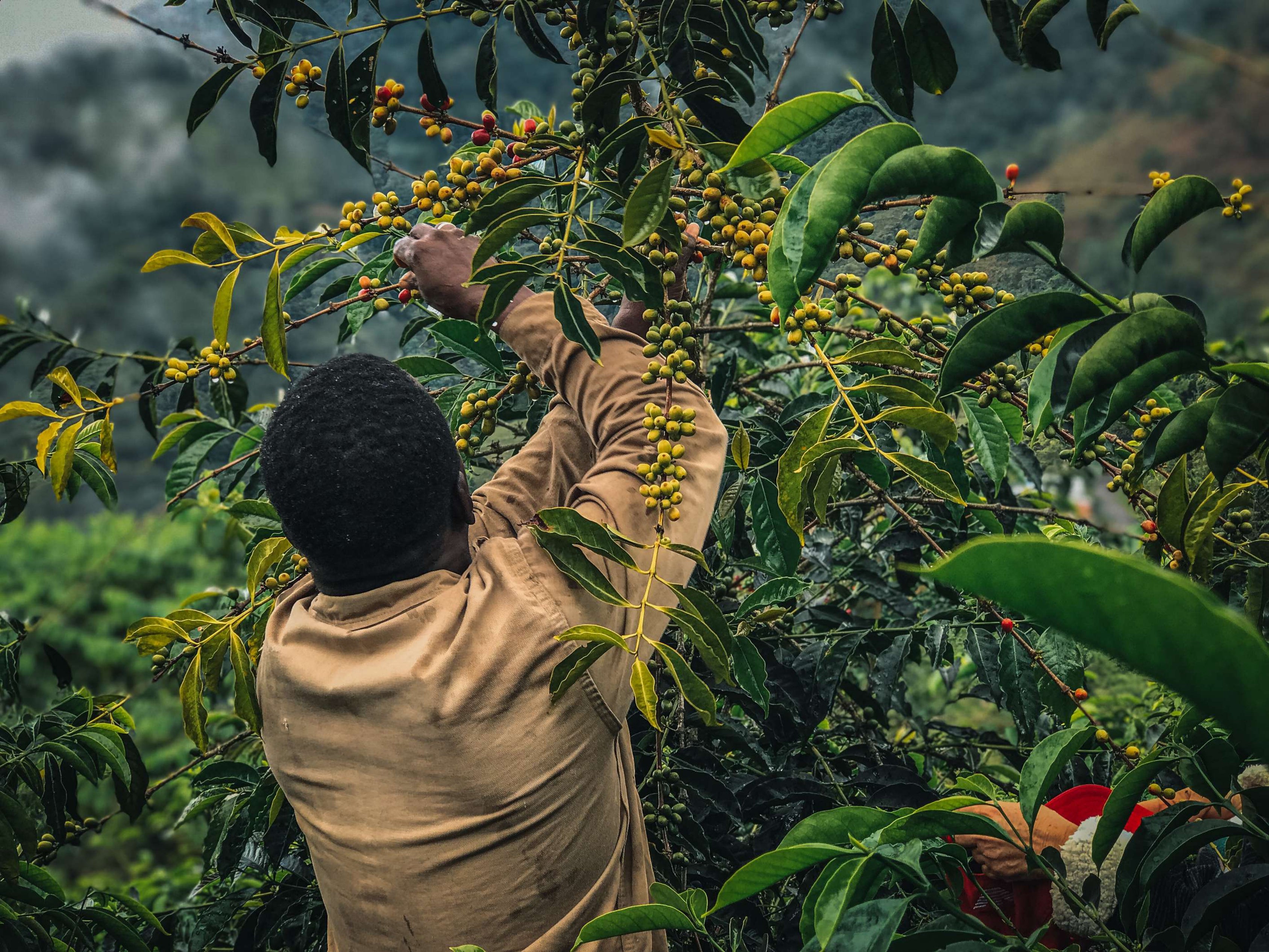 Domingo Torres Colombia single origin coffee