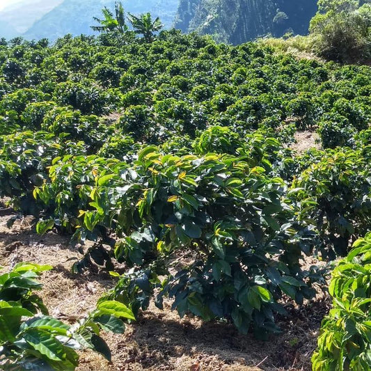 Los Guamos coffee farm overview 5