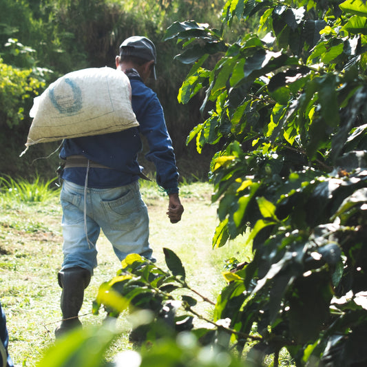 Baristavox coffee farmer carrying bag 6