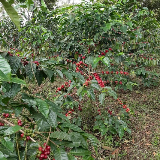 Los Guamos coffee farm 6 4